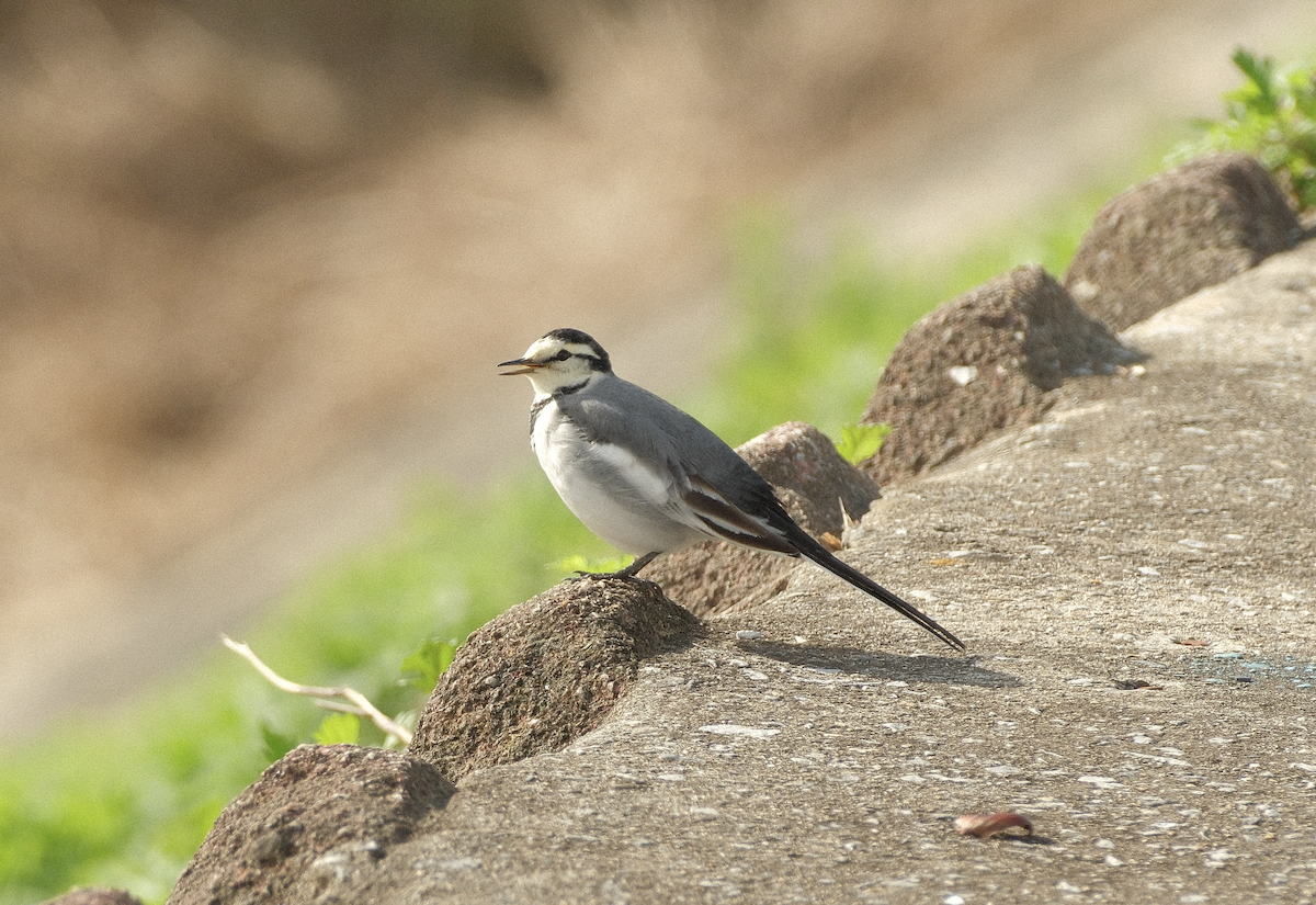 konipas bílý (ssp. lugens) - ML644639914