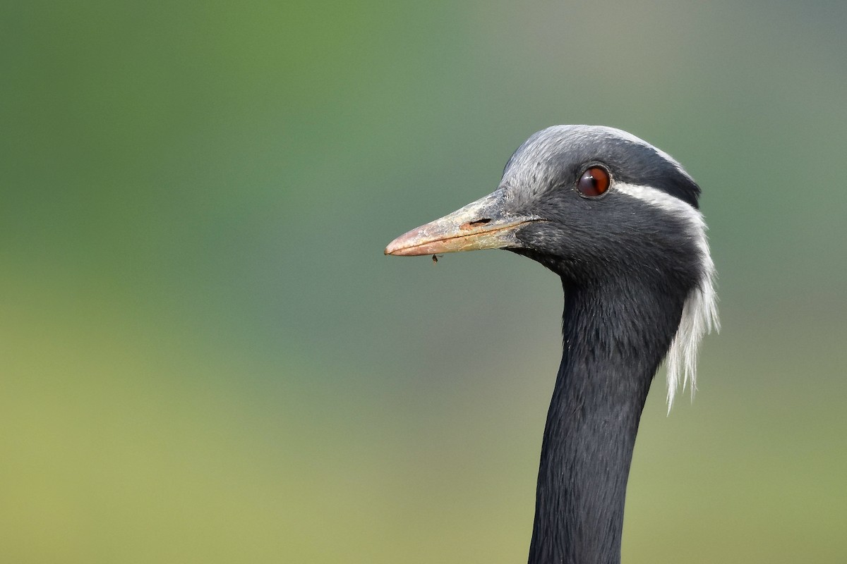 Demoiselle Crane - ML644639917