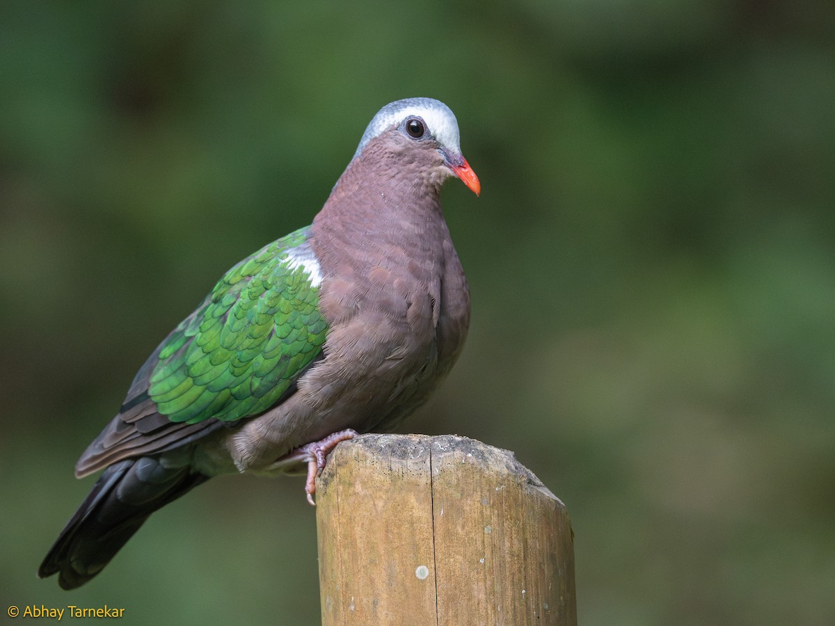 smaragddue - ML644639923