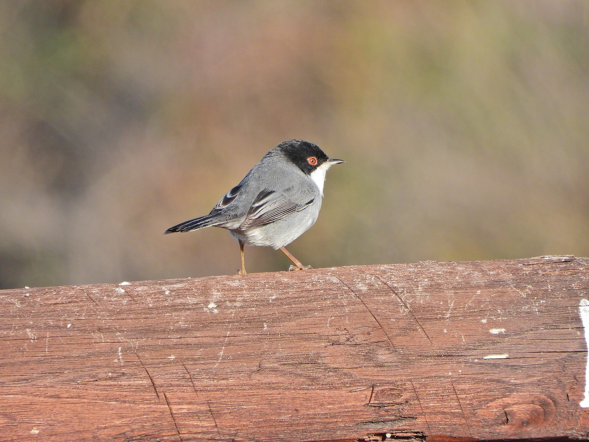 Txinbo burubeltza - ML644639924