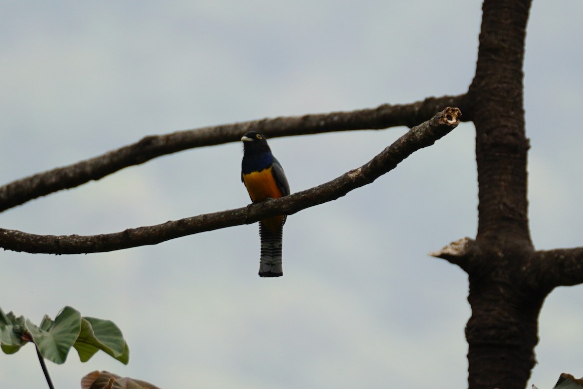 Gartered Violaceous Trogon - ML644639928