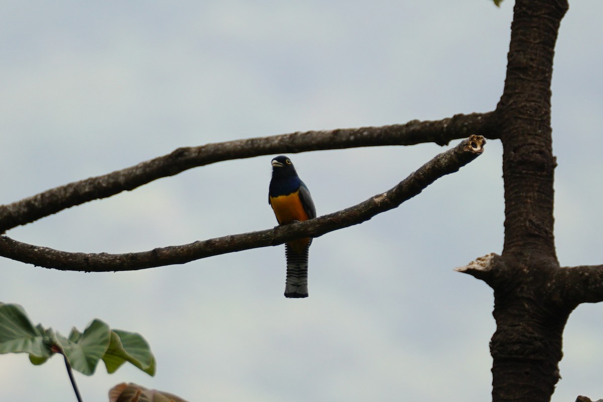 Gartered Violaceous Trogon - ML644639929