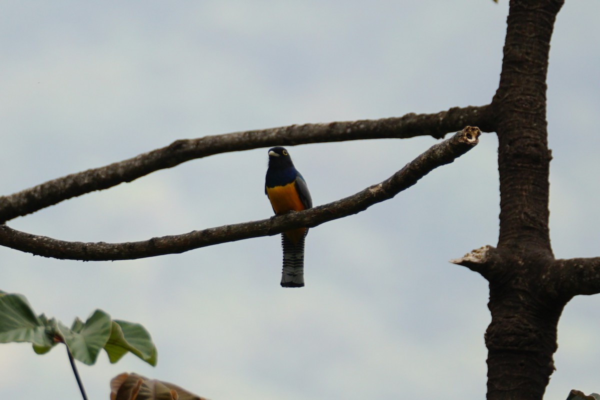 Gartered Violaceous Trogon - ML644639930