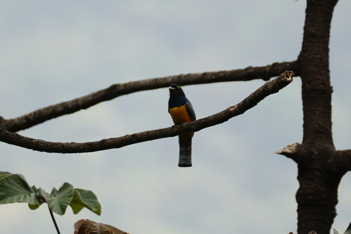 Gartered Violaceous Trogon - ML644639932