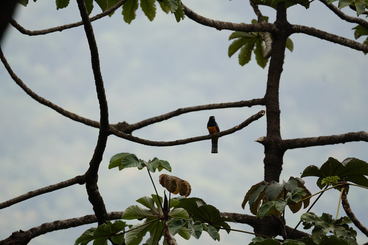 Gartered Violaceous Trogon - ML644639933