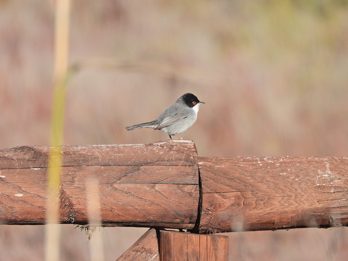 Txinbo burubeltza - ML644639943