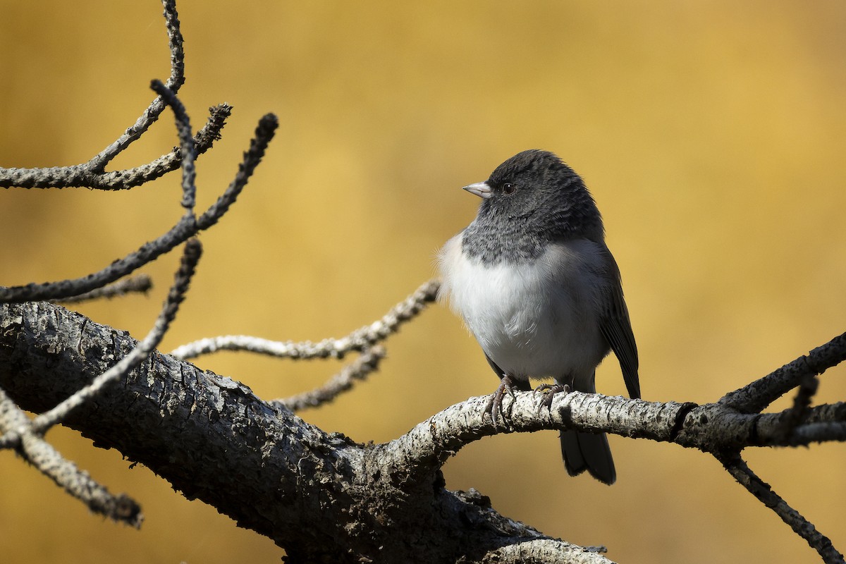 יונקו כהה-עין - ML644639944