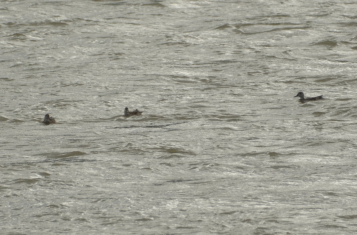 Green-winged Teal - ML644639948