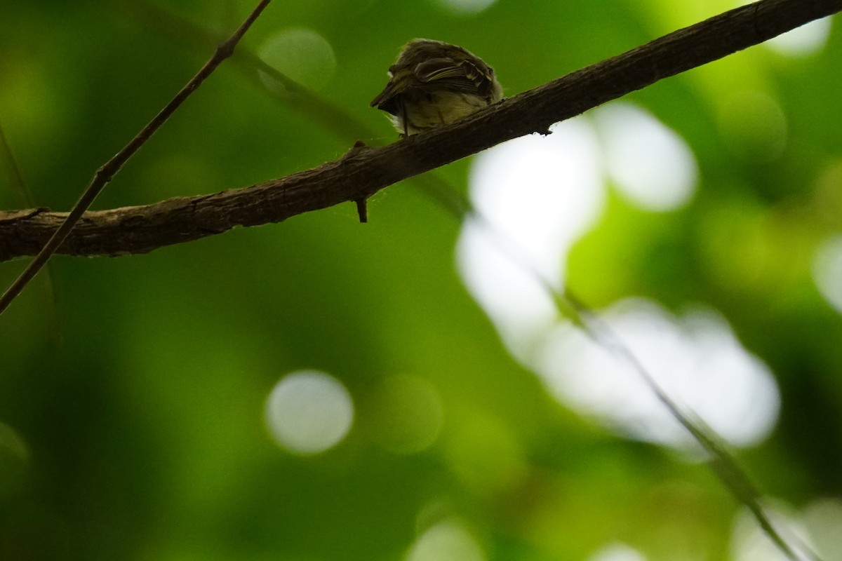 Southern Bentbill - ML644639950