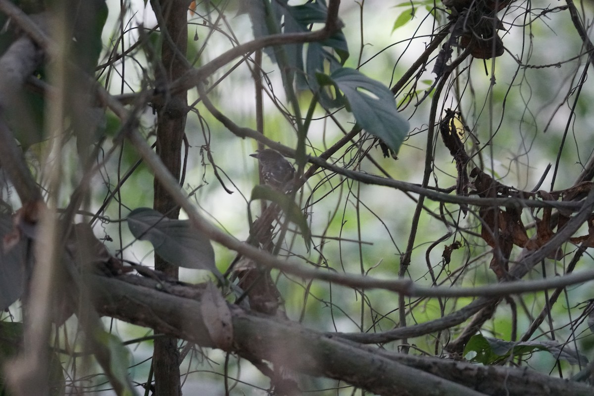 Southern Bentbill - ML644639961