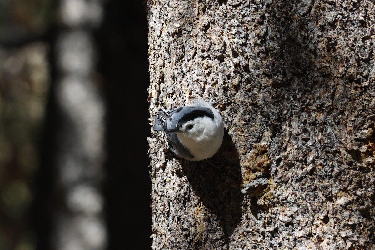 White-breasted Nuthatch - ML644639970