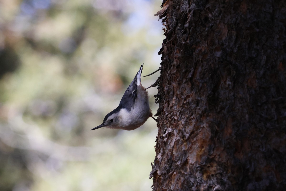 White-breasted Nuthatch - ML644639990