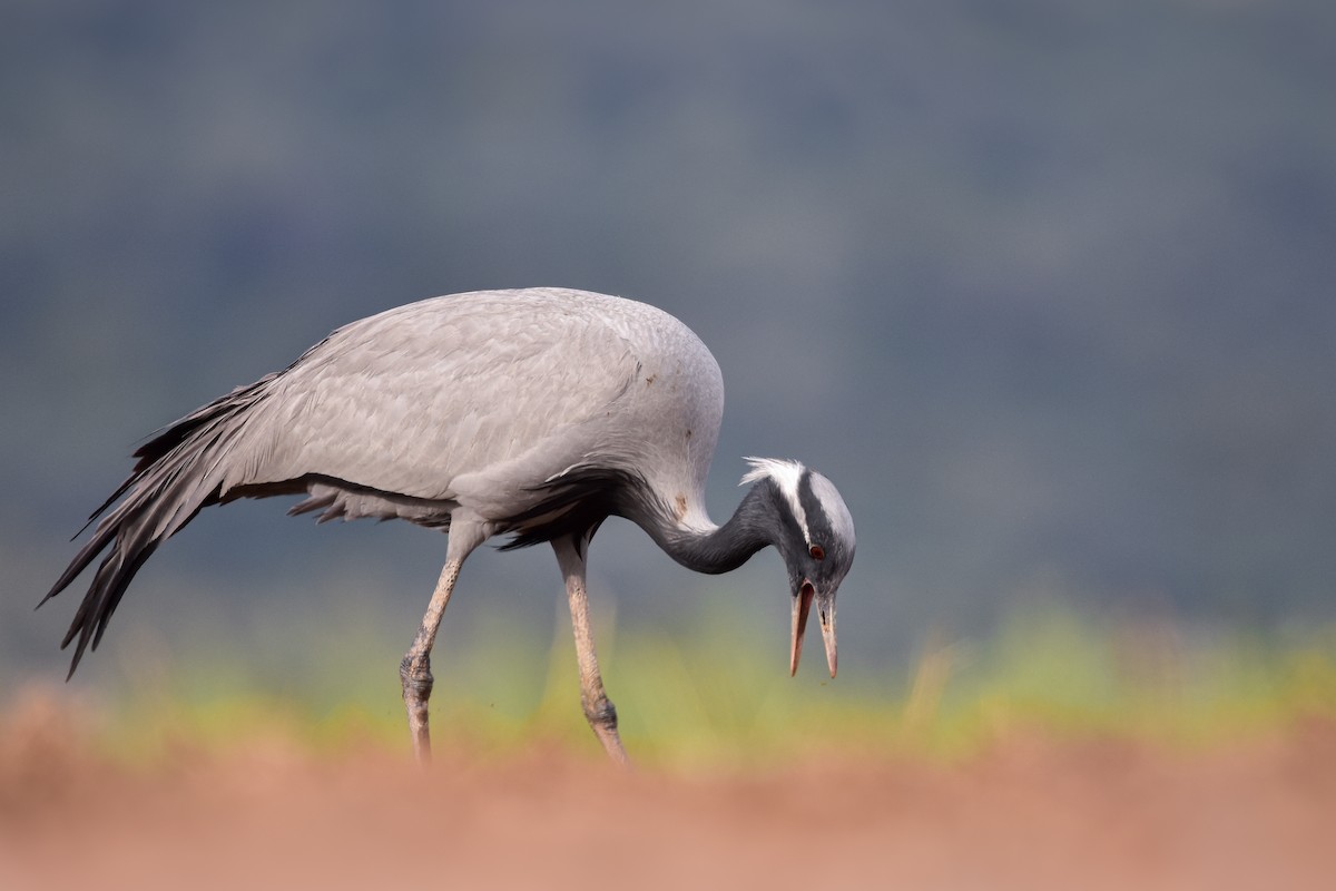 Demoiselle Crane - ML644639991