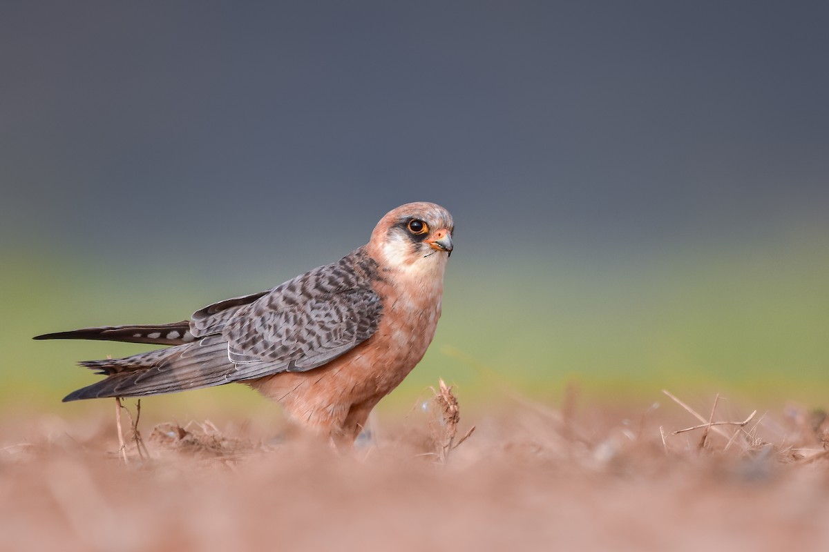 Red-footed Falcon - ML644639998