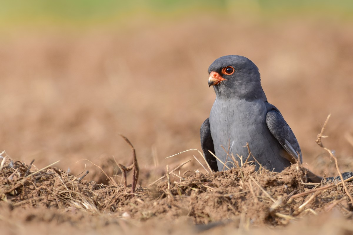 Red-footed Falcon - ML644640000