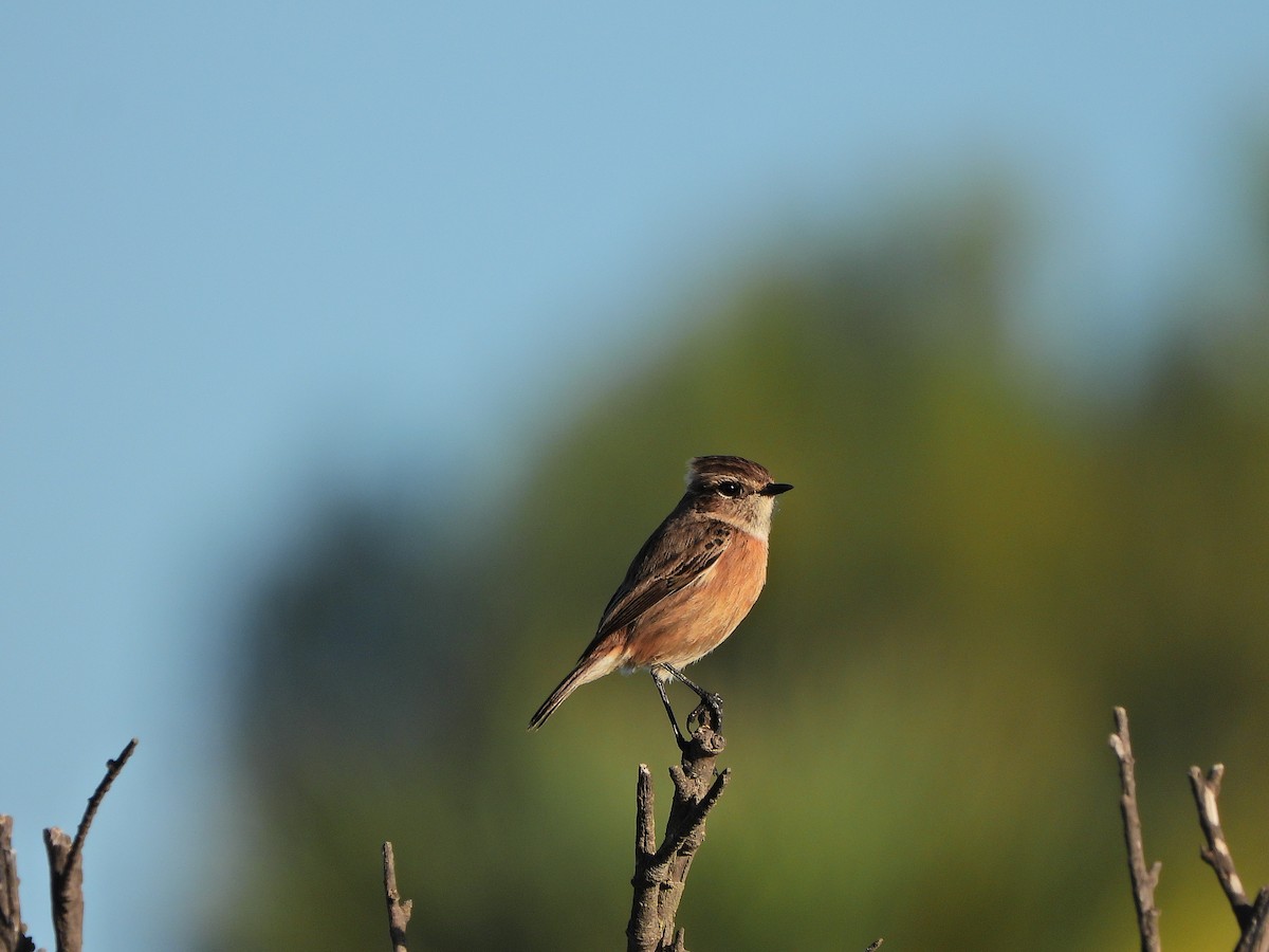 European Stonechat - ML644640001