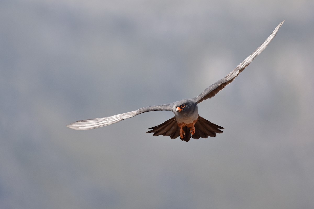 Red-footed Falcon - ML644640003