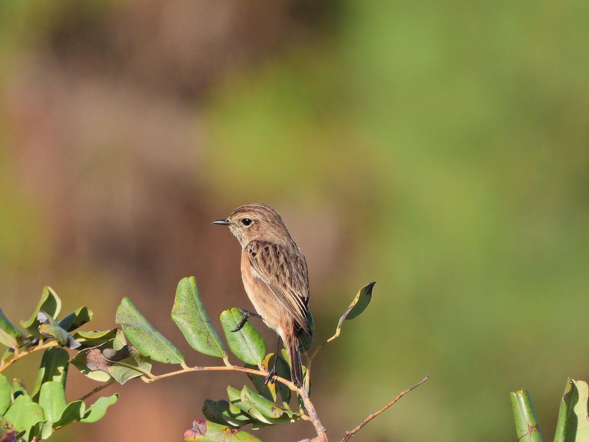 European Stonechat - ML644640005