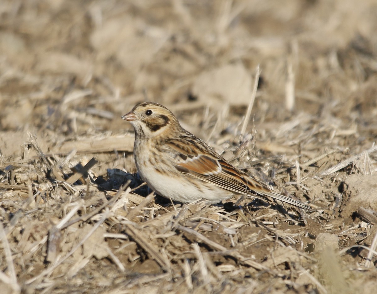 鐵爪鵐 - ML644640010