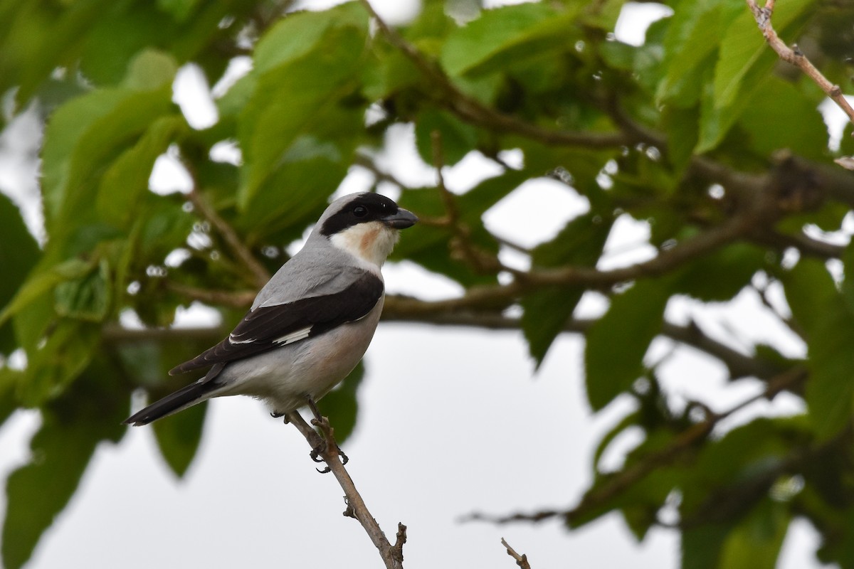 Lesser Gray Shrike - ML644640019