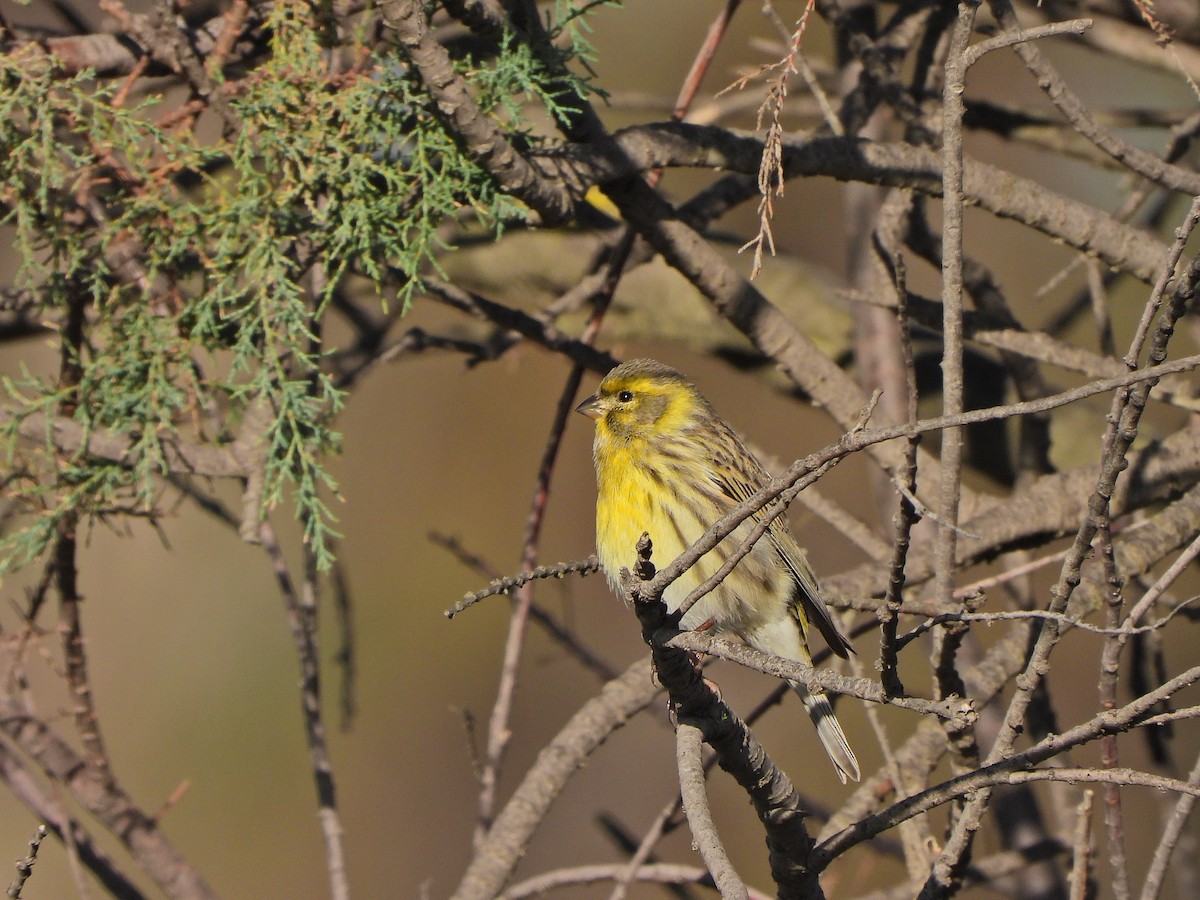 Girlitz - ML644640020