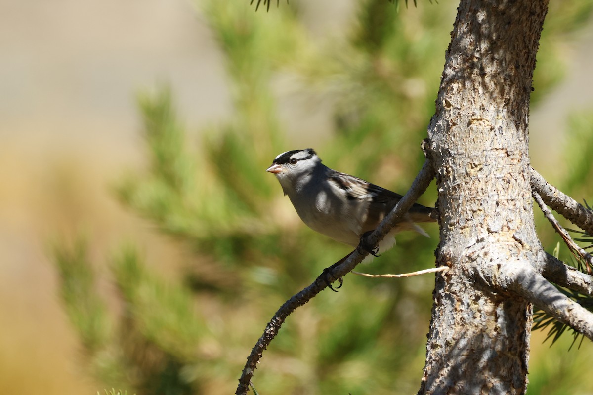 גיבתונית לבנת-כיפה - ML644640022
