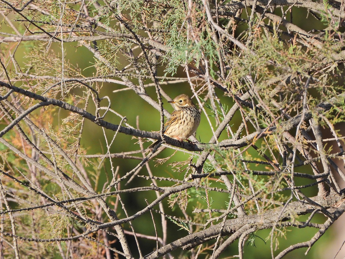 Negu-txirta - ML644640037