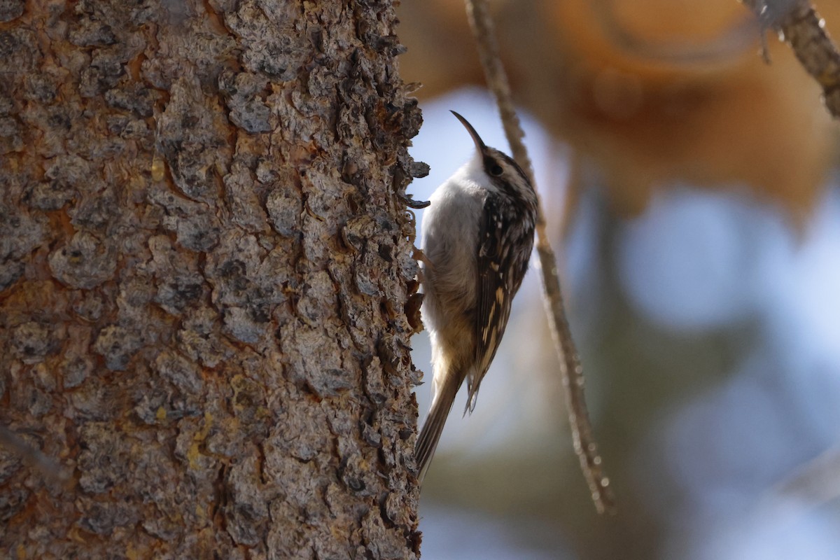Brown Creeper - ML644640039