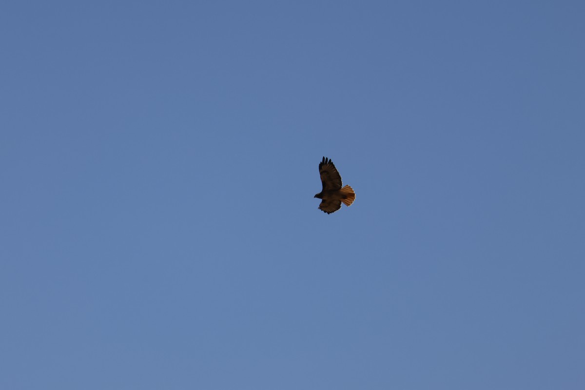 Red-tailed Hawk - ML644640040