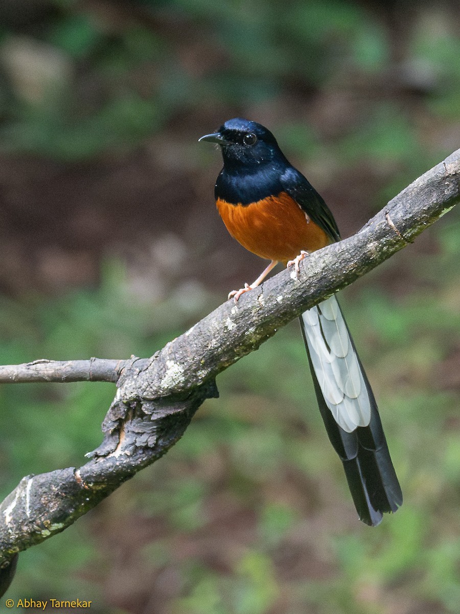 Шама білогуза - ML644640041