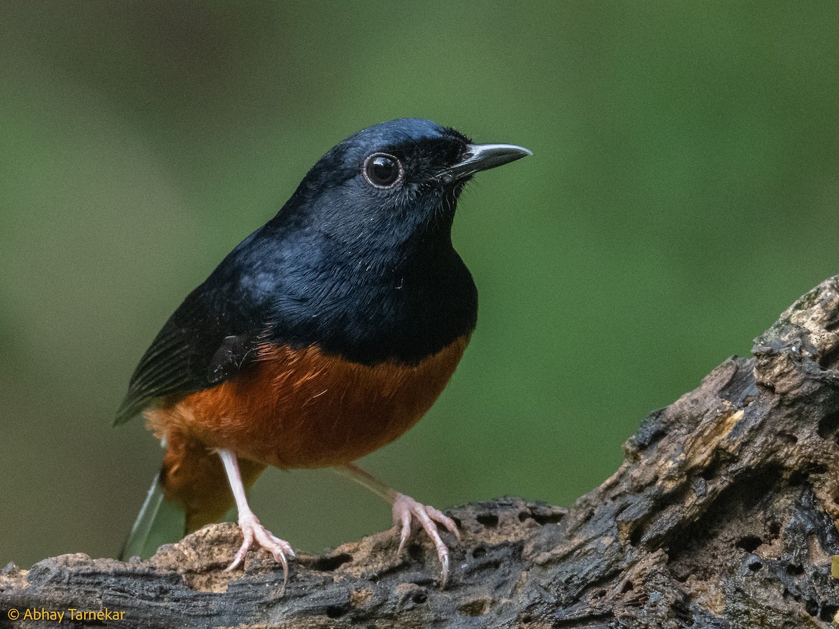 Шама білогуза - ML644640044