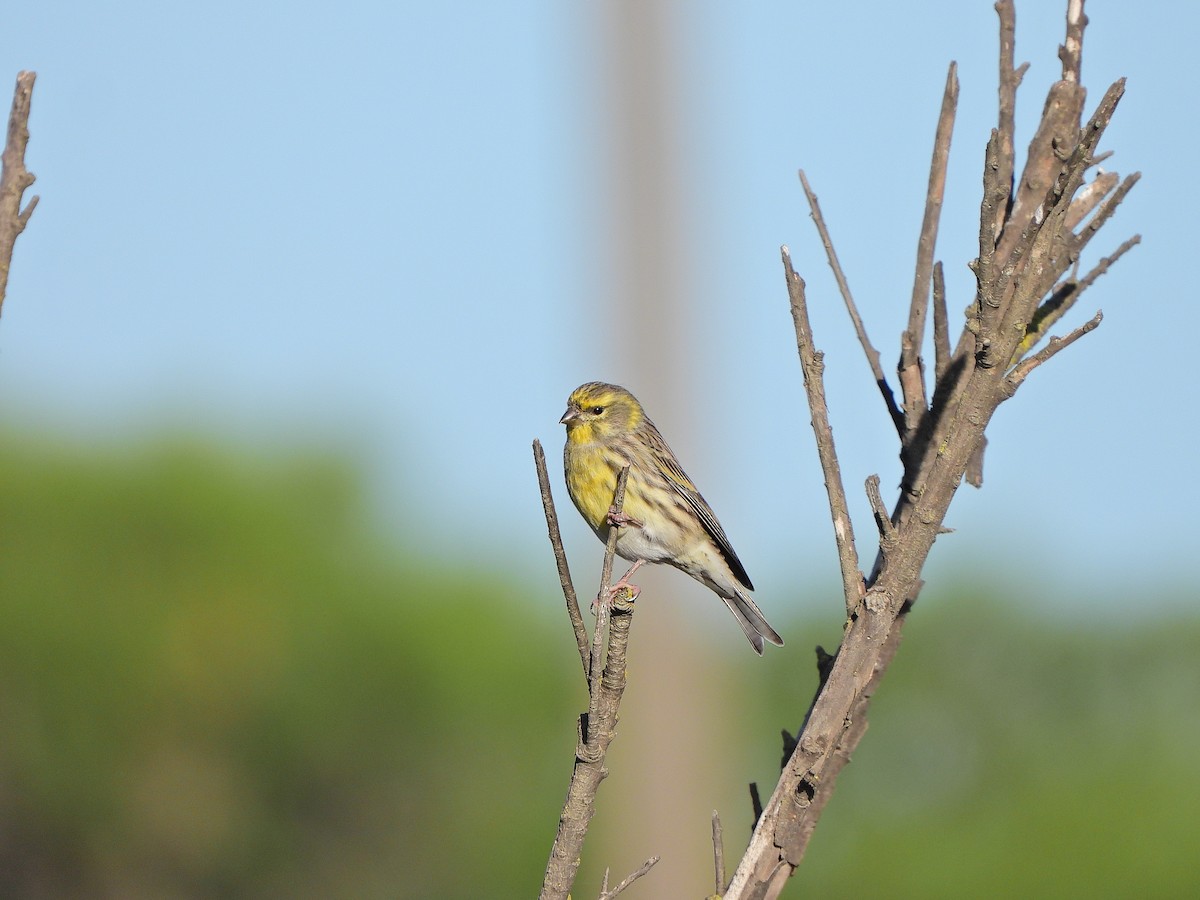 Girlitz - ML644640045