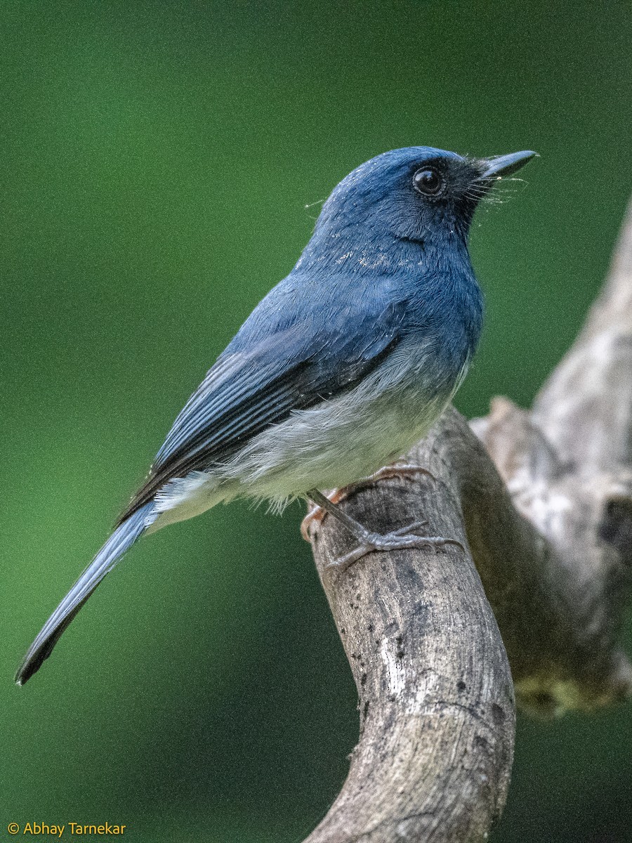 hvitbukfluesnapper - ML644640048