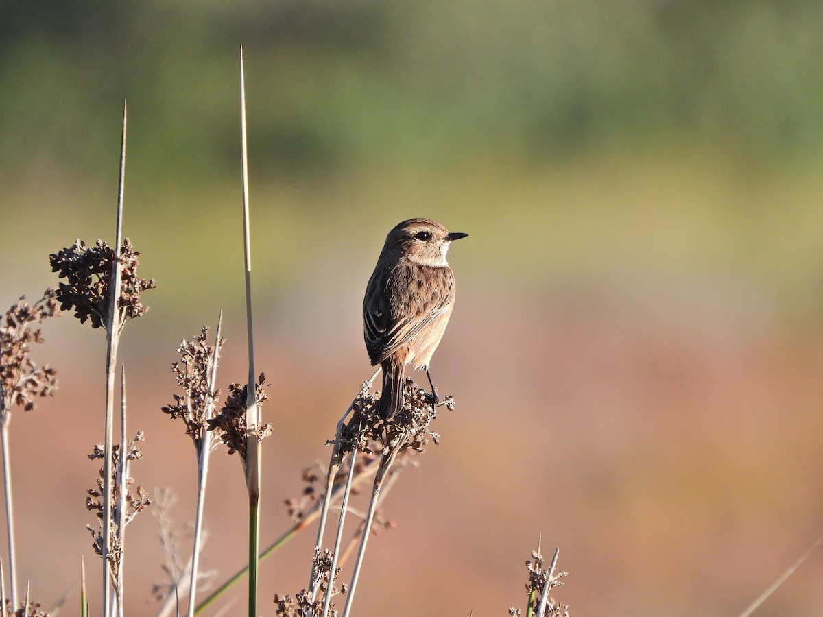 European Stonechat - ML644640049