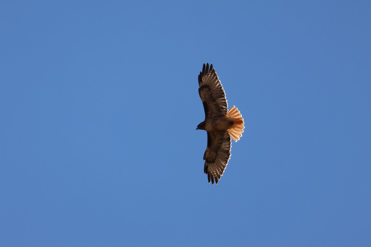 Red-tailed Hawk - ML644640050