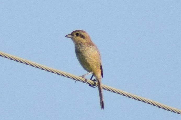 Brown Shrike - ML644640064
