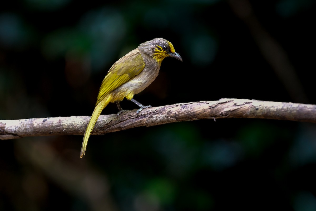Stripe-throated Bulbul - ML644640065