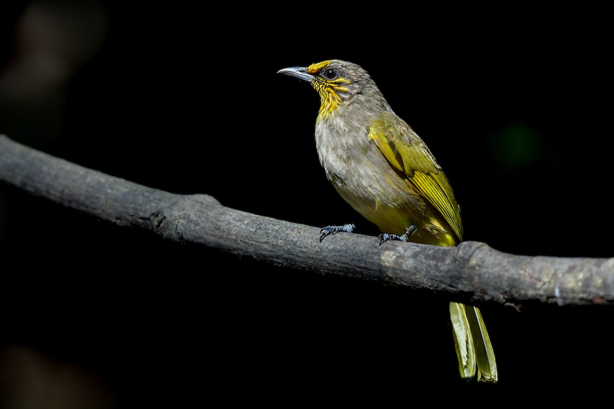 Stripe-throated Bulbul - ML644640066