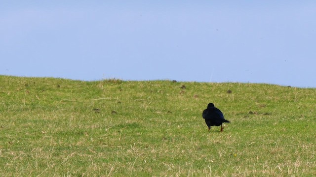 Улаан хошуут жунгаа - ML644640078