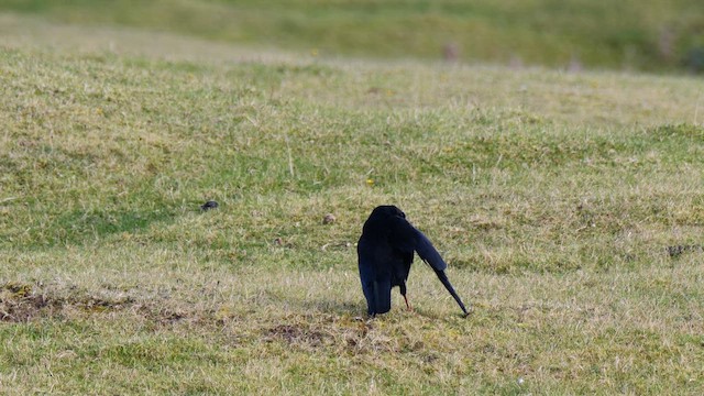 Улаан хошуут жунгаа - ML644640079