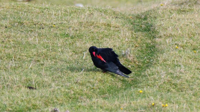 Улаан хошуут жунгаа - ML644640080