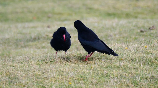 Улаан хошуут жунгаа - ML644640081