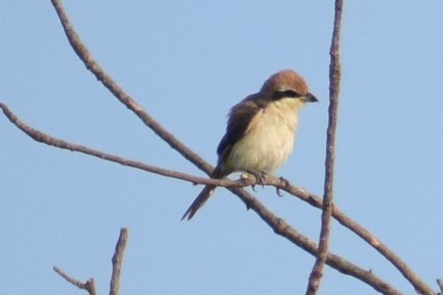 Brown Shrike - ML644640082