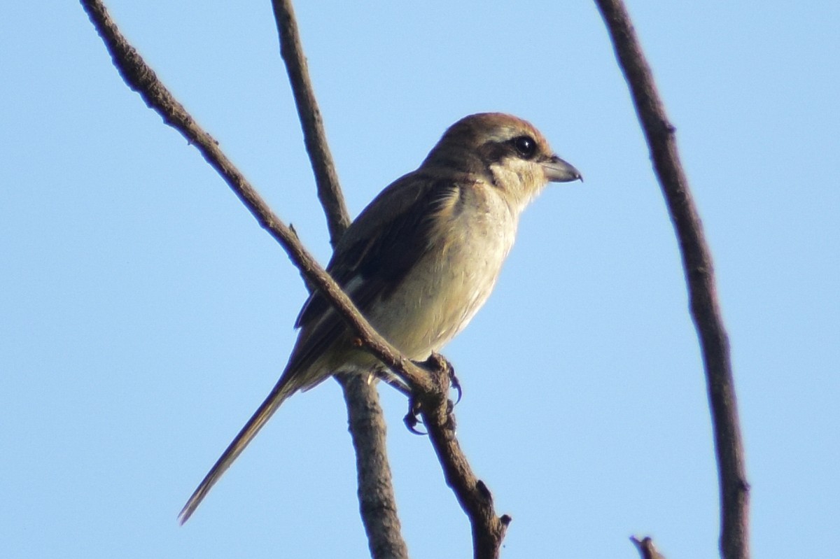 Brown Shrike - ML644640083