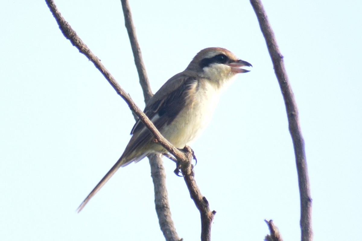 Brown Shrike - ML644640084