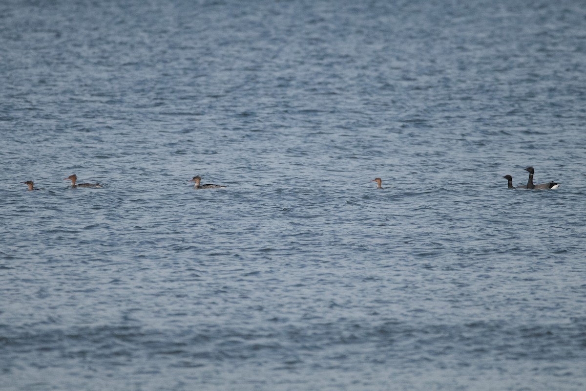 Хар толгойт галуу - ML644640085