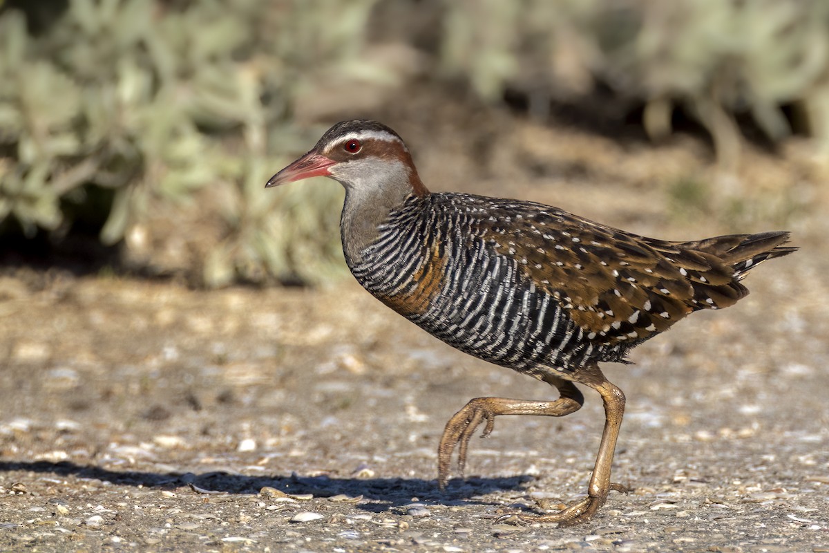 Bindenralle - ML644640095