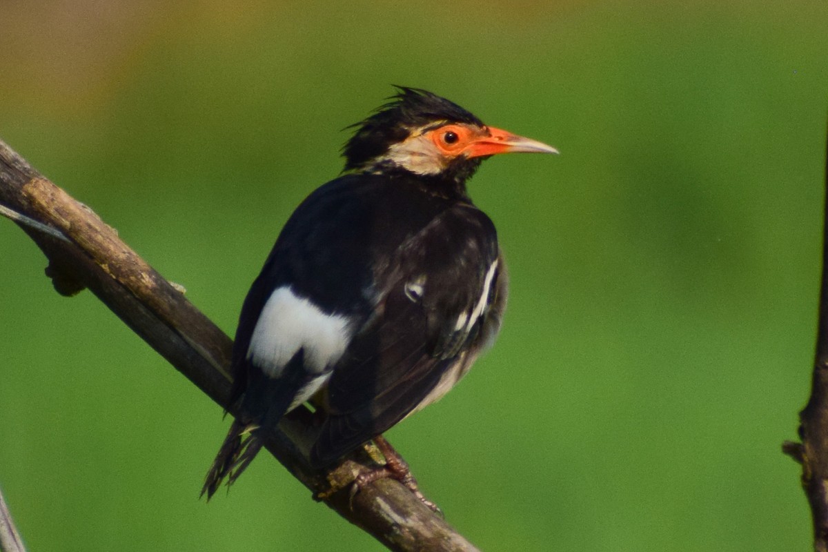 Indian Pied Starling - ML644640105