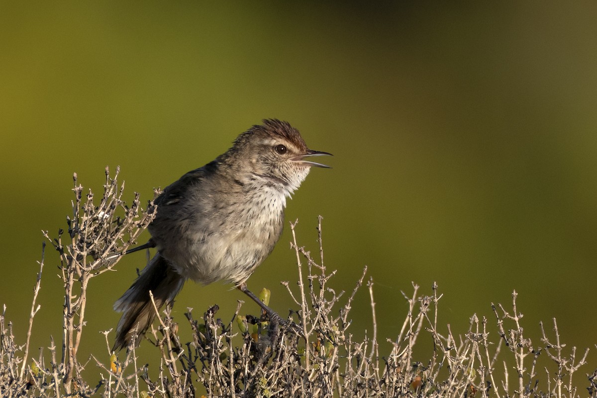 Zwergschilfsänger - ML644640108