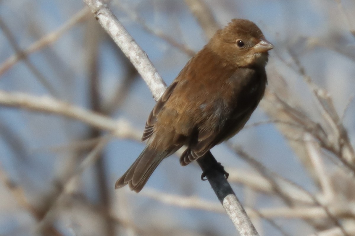 Индиговый колорин - ML644640118